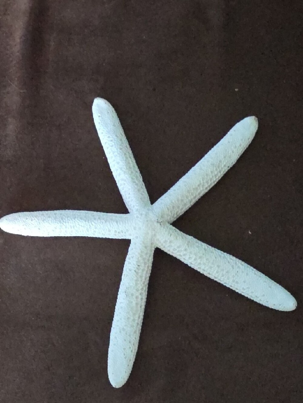 Real Decorative White Two Starfish and Sand Dollar And Sea Biscuit! - Picture 4 of 12